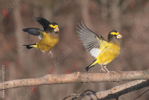Evening Grosbeaks visiting feeder in winter