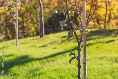 Schilderij op canvas Young tree sapling demonstrating healthy growth, supported by a wooden stake in