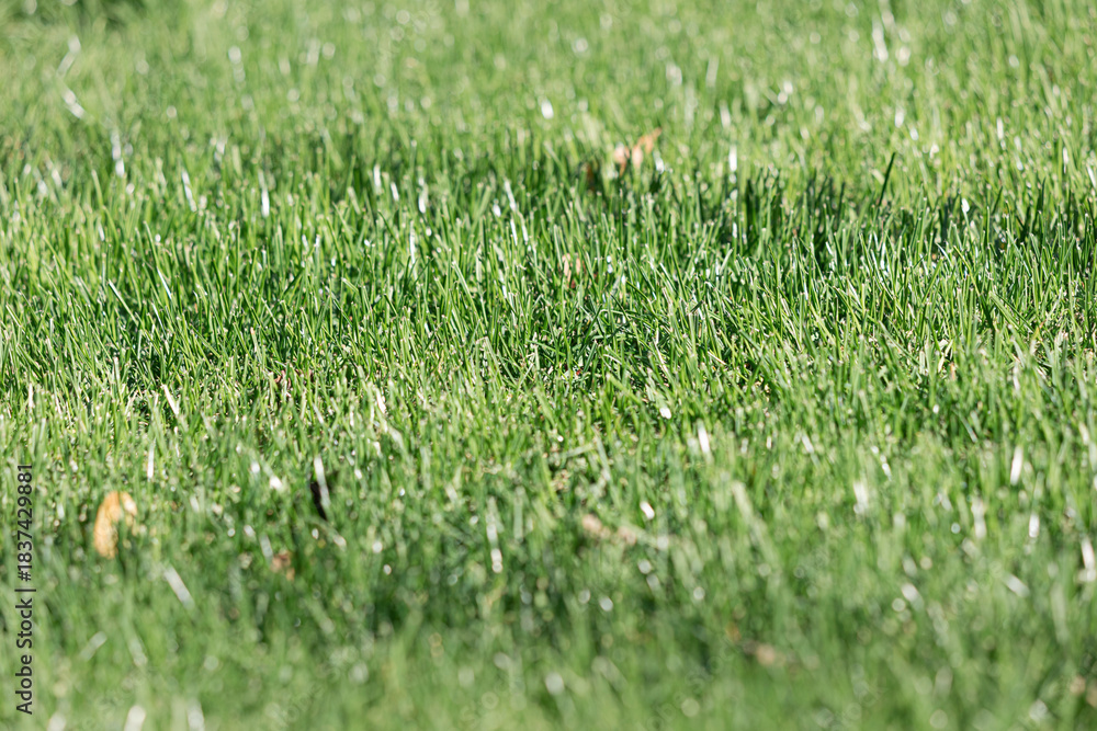 Obraz premium Green blades of grass creating a lush natural background, capturing growth, freshness, and the outdoors during summer