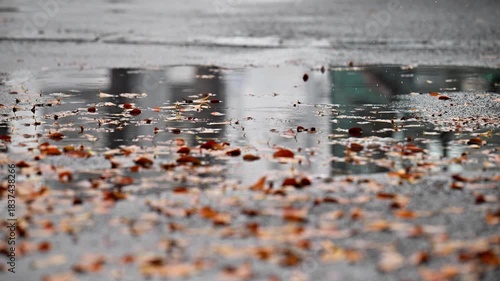 A wet road with leaves on it. The leaves are scattered all over the road. The water is reflecting the leaves and the sky