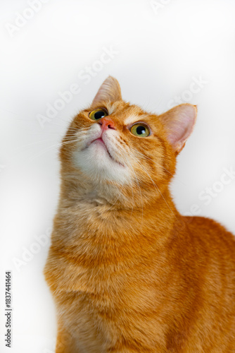 Cute ginger cat portrait with bright green eyes on light background. The ginger cat looks up.