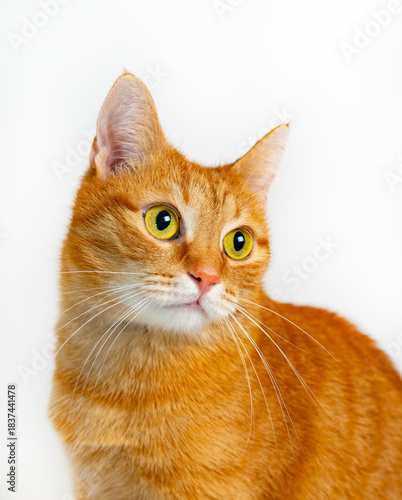 Cute ginger cat portrait with bright green eyes on light background. The ginger cat looks away.