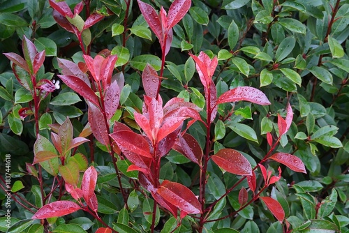 Red and green leaves of a photinia fraseri red robin shrub, after the rain