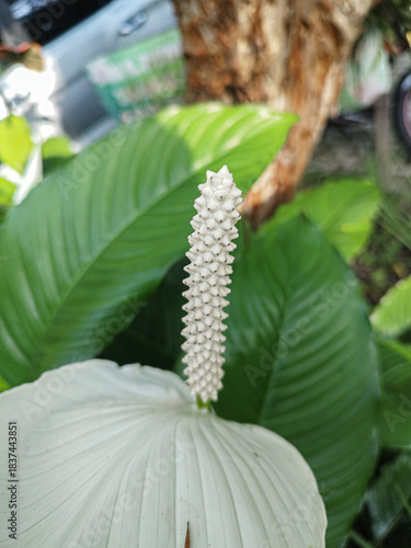 La flor blanca está creciendo