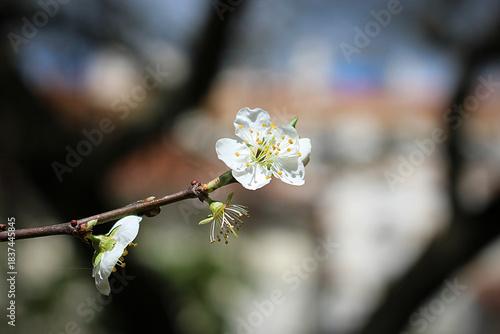 A delicate white flower in full bloom, captured on a sunlit branch, with a softly blurred urban background that highlights the details of the petals and stamens.