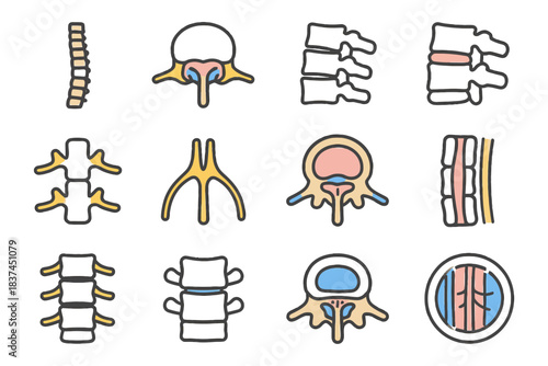 Illustrated anatomy of human spine and vertebrae structures.