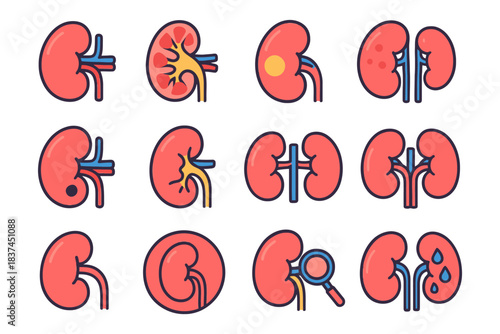Illustration of kidney health and disease stages.