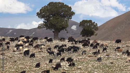 Algeria mountain goat herd moving across rugged rocky high altitude slopes with Capra hircus. Brown and black goats wander over sparse trees and steep Atlas areas amid breezy mountain scenery.
