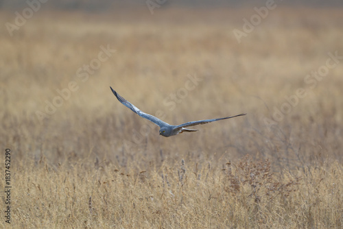 Montagu's Harrier Circus pygargus flying in the wild.