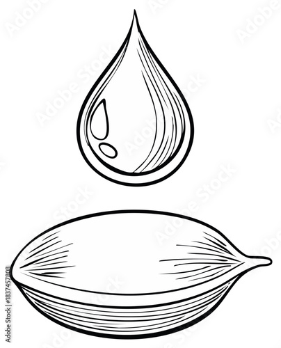 Hand drawn ink drop poised above an oval shape illustrating a seed or egg
