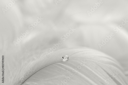 The color of the year 2026 is Cloud Dancer. A white feather with a drop of water. Macro photography.