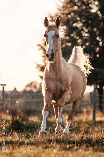 Palomino Stute