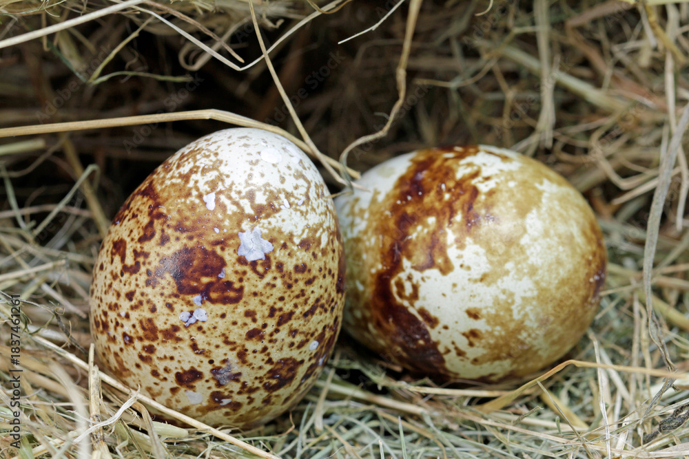 Obraz premium nest with quail eggs