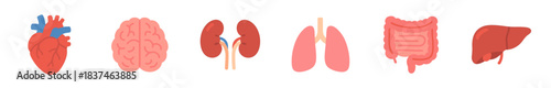 Six colorful flat human internal organs are depicted in a horizontal row, featuring the heart, brain, kidneys, lungs, intestines, and liver in a clean, modern medical illustration style