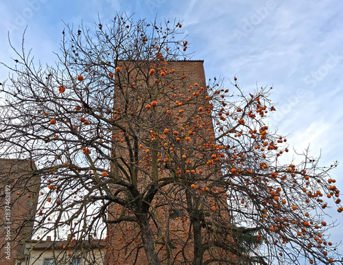 scenic and sparse persimmon tree in winter against a stone tower