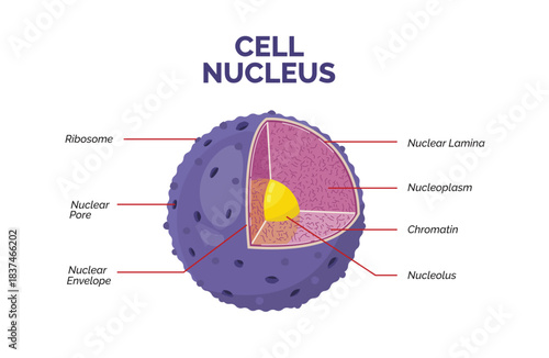 Labeled diagram of animal cell nucleus with nucleolus and chromatin, biology education infographic of nucleus in modern flat style