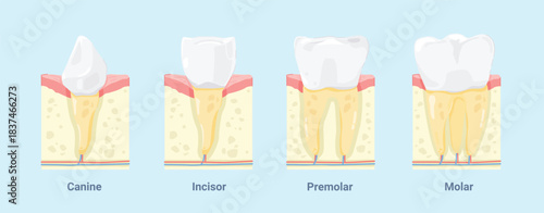 Illustration of types of teeth and gums. A collection of various examples of healthy human teeth. Visual differences in the anatomy of incisors, canines, premolars, and molars.
