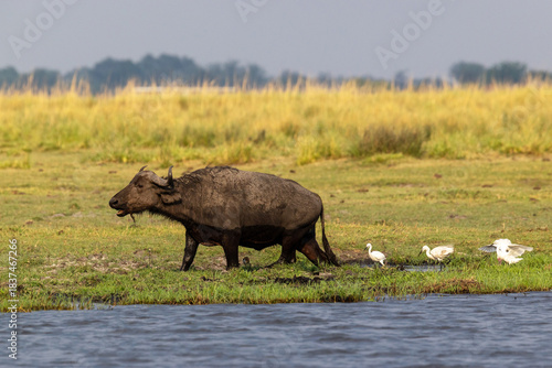 Fototapeta Naklejka Na Ścianę i Meble -  A large African buffalo walking on a wet river bank and a group of Little egret following it in Chobe National Park, Botswana