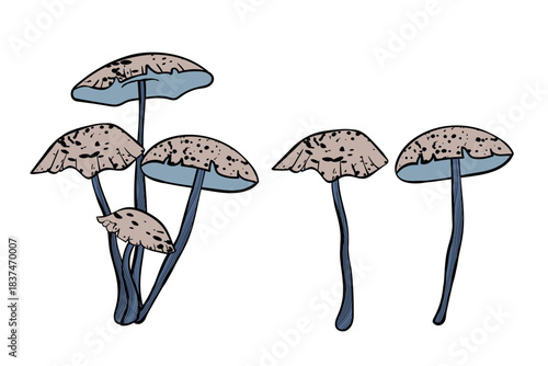 Set of mushrooms. Hand drawn vector illustration. Vegan food menu. Poisonous and edible mushroom. Autumn mushroom picking, forest plant sketches.