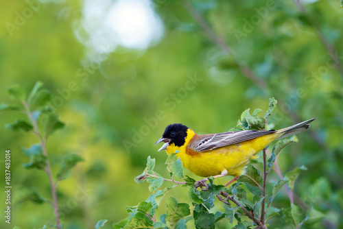 Black-headed bunting Emberiza melanocephala in the wild