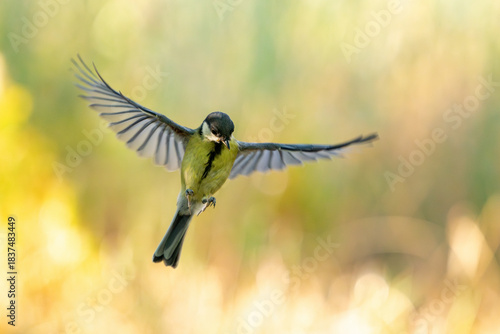 Great tit Parus major in the wild. Songbird