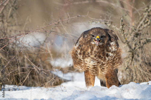 Common Buzzard Buteo buteo Standing in the Snow During Winter Close-up