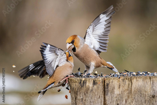 Fight Between Hawfinches (Coccothraustes coccothraustes) at a Bird Feeder in the Forest