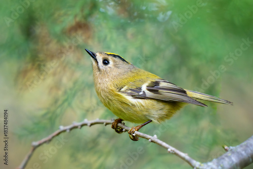 Goldcrest, regulus regulus, golden-crested kinglet. The smallest bird in Eurasia