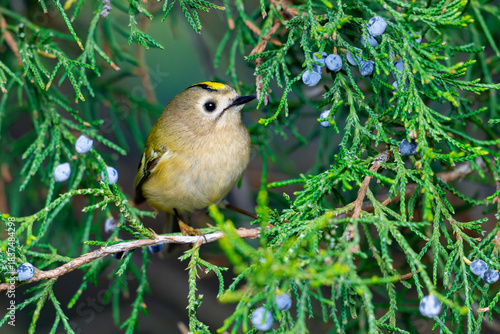 Goldcrest, regulus regulus, golden-crested kinglet. The smallest bird in Eurasia
