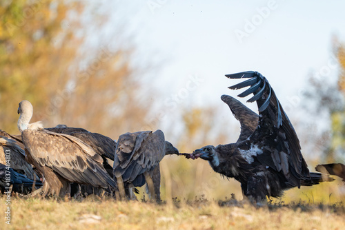 Black vulture Aegypius monachus, and Griffon vulture or Eurasian griffon Gyps fulvus in the wild