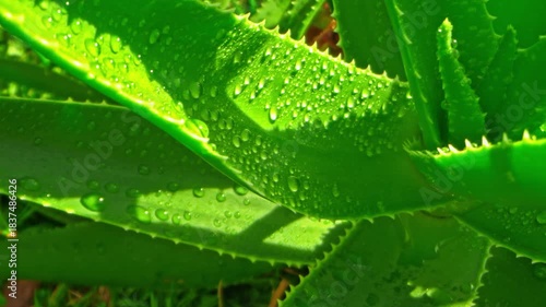 Slow camera movement capturing a macro view of the aloe vera leaf with droplets