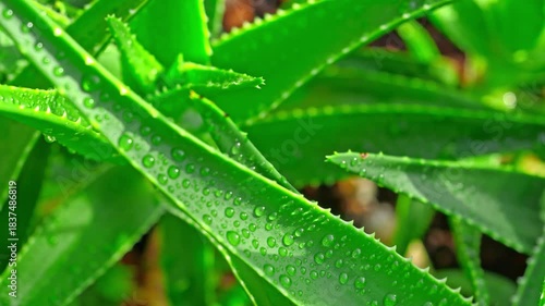 Slow camera movement capturing a macro view of the aloe vera leaf with droplets