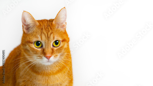Cute ginger cat portrait with bright green eyes on light background. Copy space.