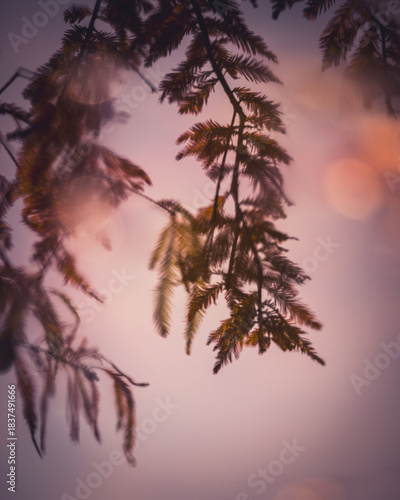 Reflections of cypress trees casting shadows on the calm lake surface at sunset, where hues of orange and purple blend to create an enchanting evening scene embraced by nature's serenity