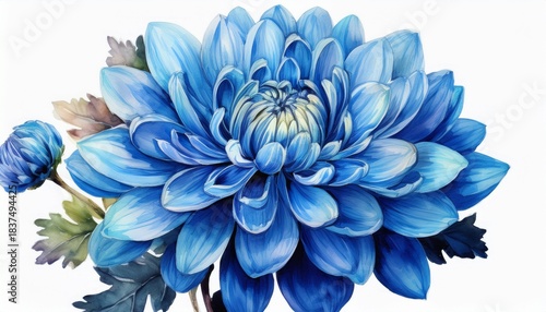 watercolor vibrant blue chrysanthemum flower with detailed petals floral bloom isolated on a white background