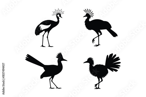 Exotic crested birds silhouette collection graphic design element