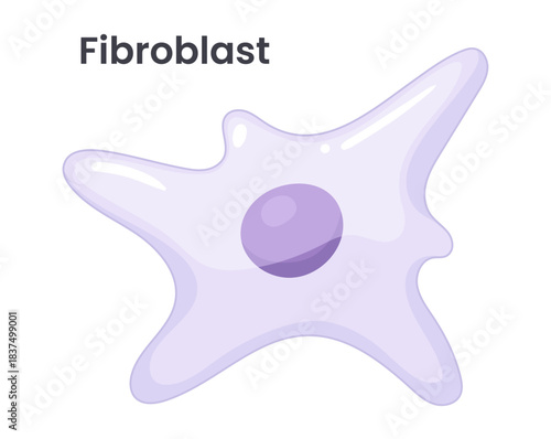 Vector illustration of a fibroblast cell in skin tissue, highlighting cellular structure and function in a detailed, scientific style.