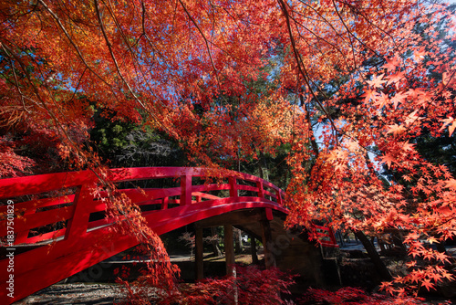 Red Bridge Surrounded by Autumn Foliage at Daitoin Temple, Enshu Morimachi, Shizuoka, Japan