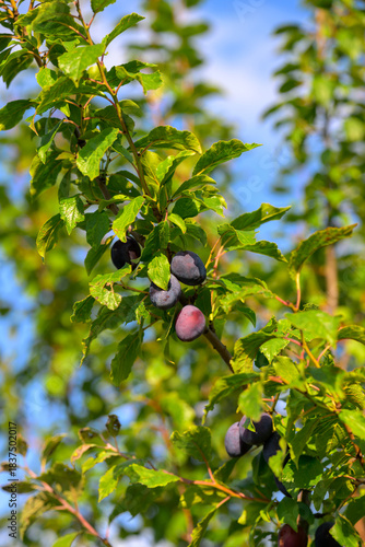 Ripe plums hanging on tree branch with fresh green leaves against blue sky in summer orchard garden