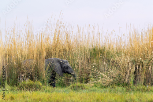 Large African bush elephant in the middle of tall Napier grass or Elephant grass during a hot day in Okavango delta in Moremi Game Reserve, Botswana