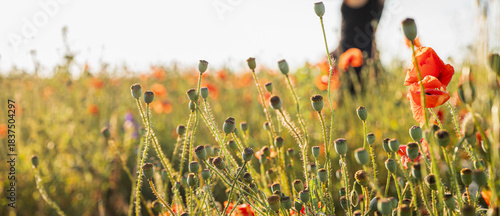 Photography panoramic horizontal photo, green poppy seed pods in a field with red flowers