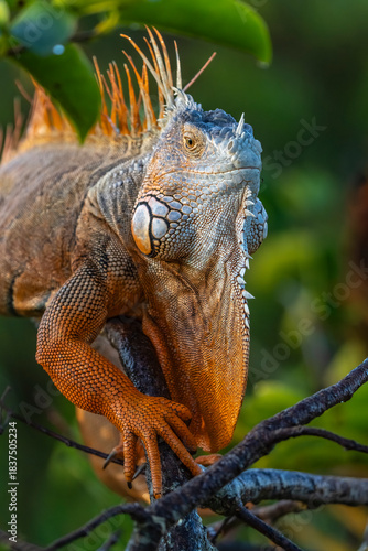 iguana on tree