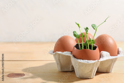 Cardboard box with egg shel...