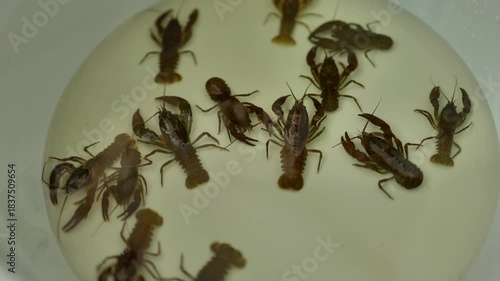 Fresh live crayfish close up in plastic container . High quality 4k footage