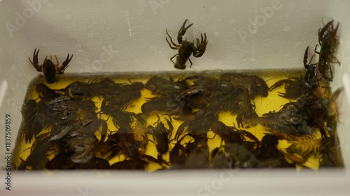 Fresh live crayfish close up in plastic container . High quality 4k footage