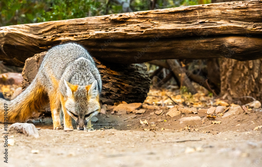 Obraz premium Low Angle Of Gray Fox Below A Natural Bench