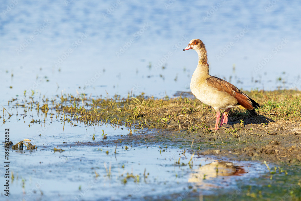 Fototapeta premium Egyptian goose standing on a muddy bank of a pool in Moremi Game Reserve, Botswana
