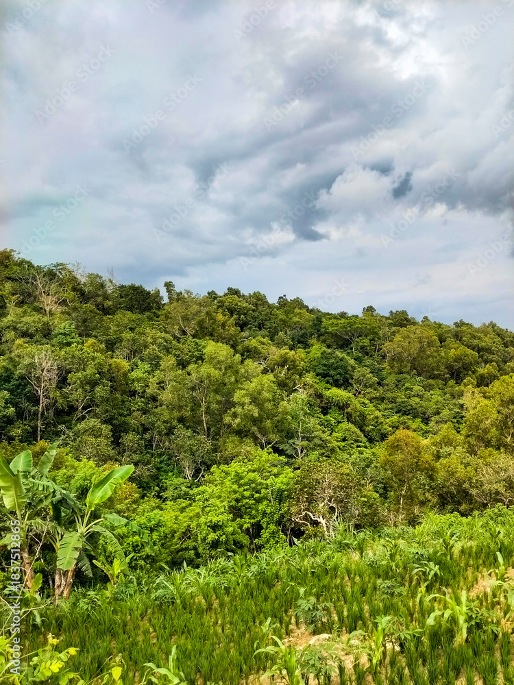 Fototapeta premium Terraced rice field area with forest background on mountain slopes and cloud cover in Gunung Kidul area, Yogyakarta region