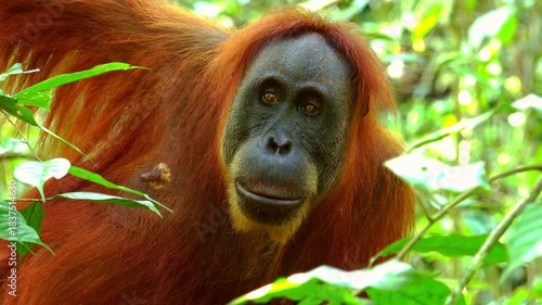 Adult orangutan sitting on tree and attentively looking around against green foliage on background. Great ape surrounded by thickets of exotic rain forest. Sumatra, Indonesia. Camera stays still.