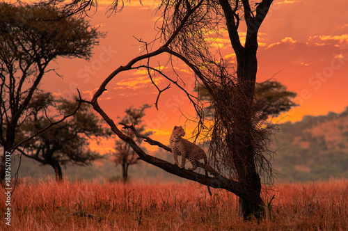 Leopard in Tree in Serengeti at Sunset